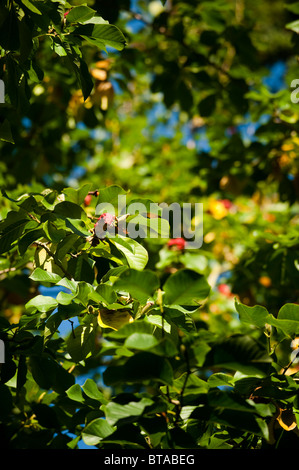 Magnolia Sprengeri Diva Seed Pod Seasonal Change Summer to Autumn ...