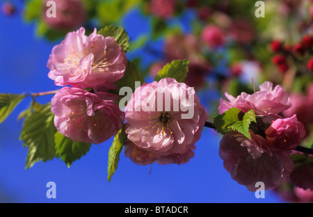 Peach blossom tree Stock Photo - Alamy