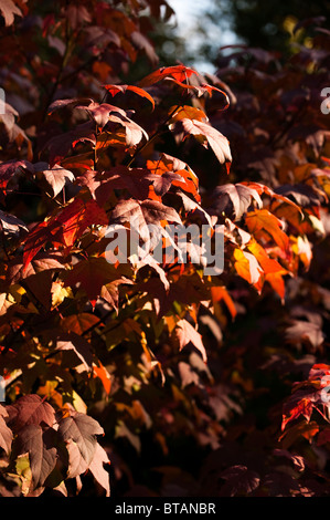 Liquidambar acalycina, Chang’s Sweetgum, in autumn at Westonbirt Arboretum, United Kingdom Stock Photo