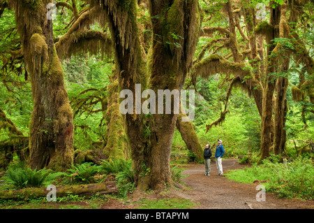 Bigleaf maple trees, Hall of Mosses Trail, Hoh Rainforest, Olympic National Park, Washington. Stock Photo