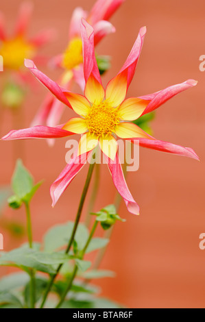 Dahlia Honka Surprise Stock Photo