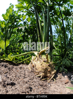 celery in the garden Stock Photo