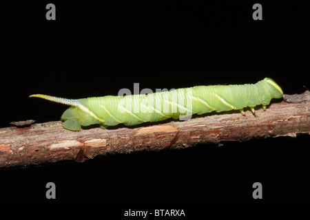 Waved Sphinx Moth (Ceratomia undulosa) caterpillar (larva) on a branch ...