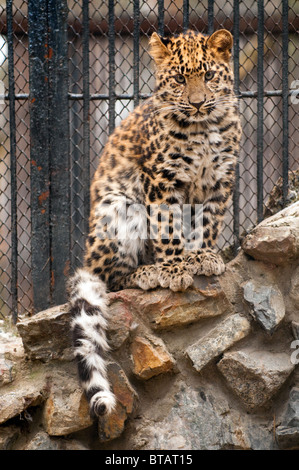 Young Amur or Manchurian leopard - one of the rarest felids in the world Stock Photo