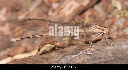 A female Variable Dancer (Argia fumipennis violacea) damselfly (Violet Dancer subspecies) perches on fall tree branch. Stock Photo