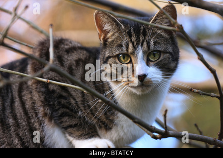 A male black and gray tabby cat seated in the branches of a tree Stock Photo