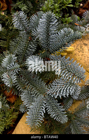 Closeup photograph of Abies Procera Glauca Prostrata, a low spreading form of the Blue Noble Fir. Stock Photo