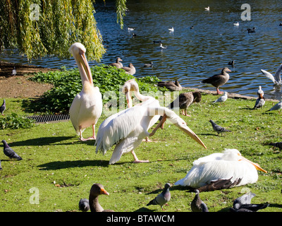 Pelicans and other birds, St James Park, London, England, UK Stock Photo