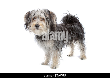 mixed breed maltese dog / yorkshire terrier Stock Photo