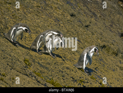 Humboldt Penguin (Spheniscus humboldti) ENDANGERED, Chiloe Island, CHILE, Returning to the sea from colony Stock Photo