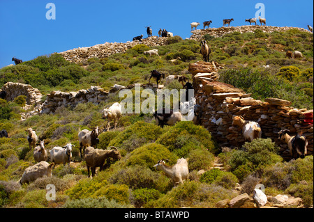 Goat herd on Ios, Cyclades Islands, Greece Stock Photo