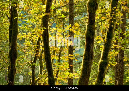 Bigleaf maple trees along Cascade River Road, Mount Baker-Snoqualmie National Forest, North Cascades, Washington. Stock Photo