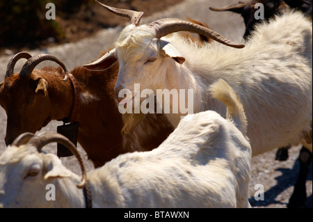 Goat herd on Ios, Cyclades Islands, Greece Stock Photo