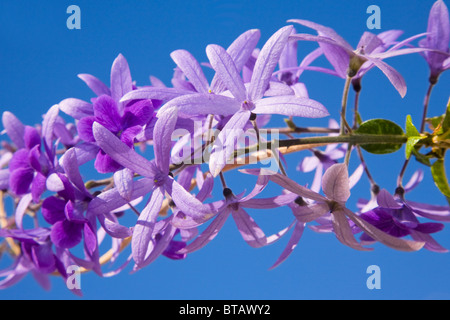 Petrea volubilis or the sandpaper vine in full flower Stock Photo