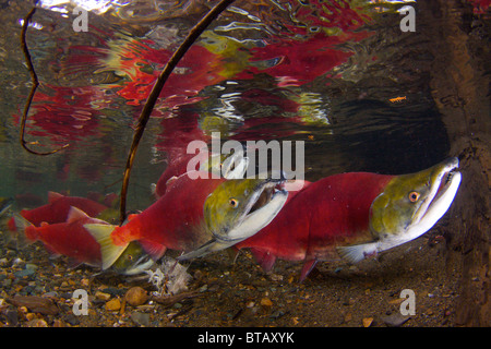 Sockeye Salmon during spawning run to Adam's River British Columbia Canada-image taken under federal and provincial permits Stock Photo