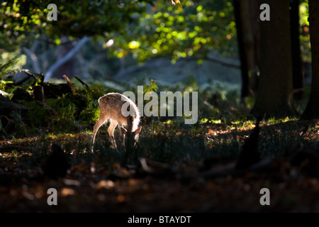 A young fallow (Dama dama) deer catches the mid-morning sun in London's Richmond Park. Stock Photo