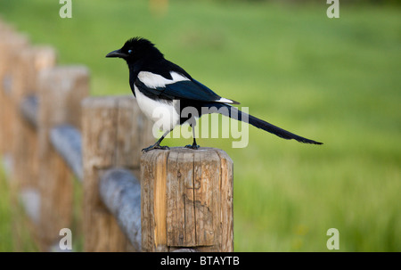 Magpie bird sitting on a fence post in the early morning light Stock Photo