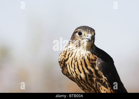 Merlin bird of prey Falco colombarius Stock Photo