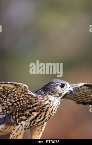 Merlin bird of prey Falco colombarius Stock Photo