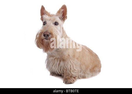 Scottish Terrier Stock Photo