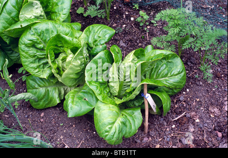 Row of Lettuces Lactuca sativa (Little Gem Cultivar) growing in a vegetable garden Stock Photo