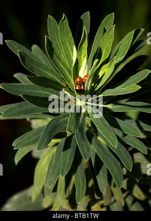 A group of Seven spot Ladybirds sheltering from Autumn frosts amongst the leaves of Euphorbia Characias Stock Photo