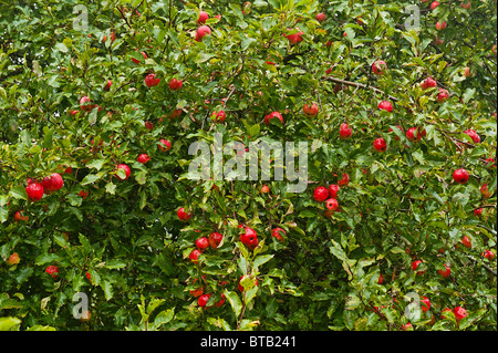 Ripe apples on tree. Stock Photo