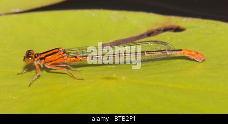 Lilypad Forktail (Ischnura kellicotti) Damselfly - Juvenile Female Stock Photo