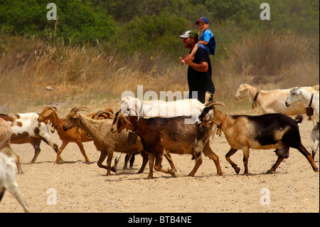 Goat herd on Ios, Cyclades Islands, Greece Stock Photo