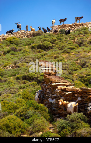 Goat herd on Ios, Cyclades Islands, Greece Stock Photo