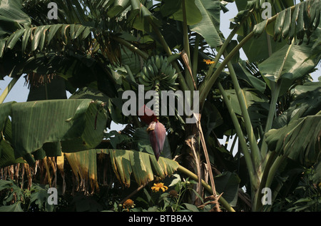 bananas in Uganda Stock Photo