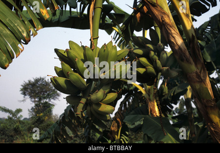 bananas in Uganda Stock Photo