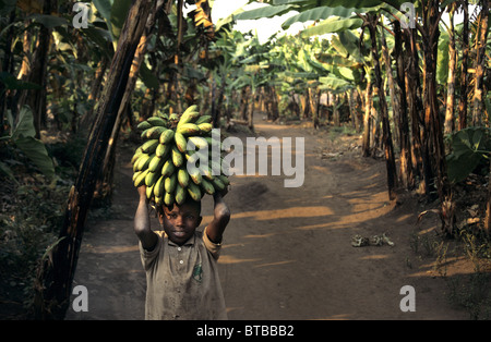 bananas in Uganda Stock Photo