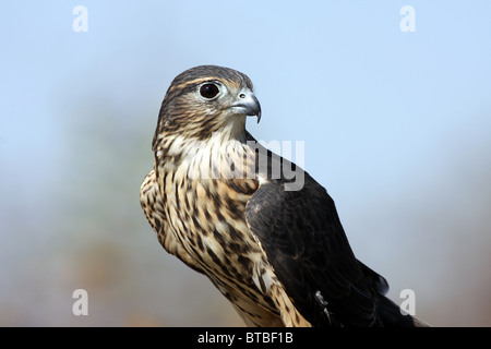 Merlin bird of prey Falco colombarius Stock Photo