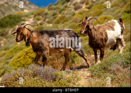 Goat herd on Ios, Cyclades Islands, Greece Stock Photo