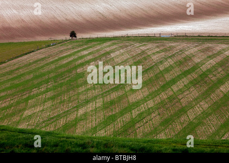 Open agricultural ploughed farm land owned by The Duchy of Cornwall viewed from Maiden Castle, Dorchester, Dorset. DAVID MANSELL Stock Photo