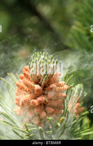 dwarf mountain pine giving off pollen in the wind Stock Photo