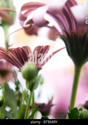 Beautiful background of daisy blurs in vibrant colours Stock Photo
