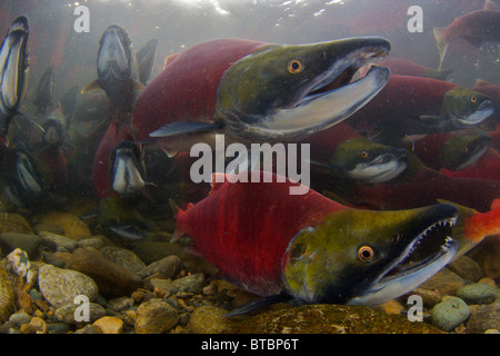 Sockeye Salmon during spawning run to Adam's River British Columbia Canada-image taken under federal and provincial permits Stock Photo