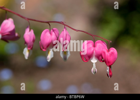 Bleeding Hearts flowers - Dicentra spectabilis Stock Photo