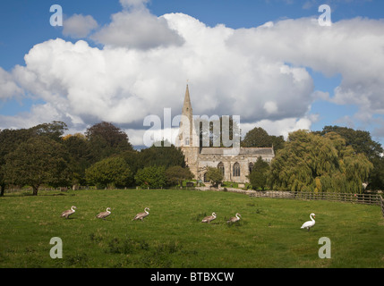 Swan with signet's in front of the All Saint's church at Brompton by Sawdon, North Yorkshire. Stock Photo