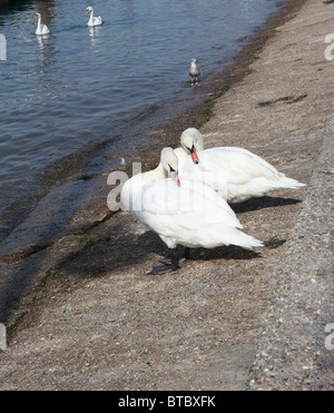 Two swans on the riverside preening Stock Photo