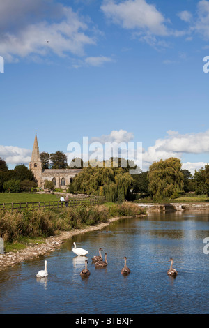 Swan with signet's on Brompton ponds in front of the All Saint's church at Brompton by Sawdon, North Yorkshire. Stock Photo