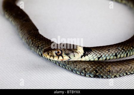 Coiled Grass Snake playing dead by lying upside down with