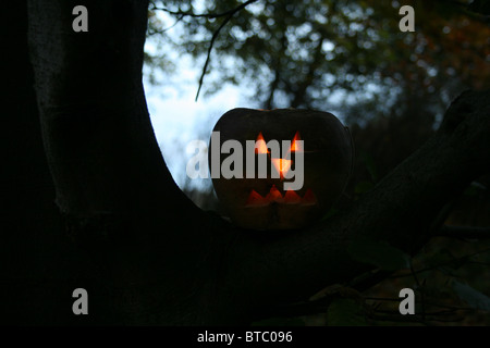 Turnip Lantern in woods Stock Photo