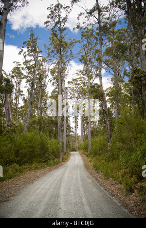 Gravel road snakes its way through tall forest Stock Photo