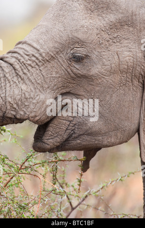 African Elephant (Loxodonta africana) eating. Mashatu Game Reserve Botswana Africa Stock Photo