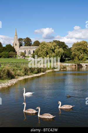 Swan with signet's on Brompton ponds in front of the All Saint's church at Brompton by Sawdon, North Yorkshire. Stock Photo