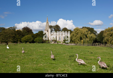 Swan with signet's in front of the All Saint's church at Brompton by Sawdon, North Yorkshire. Stock Photo