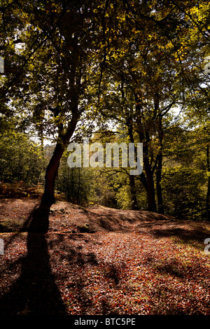 old forest trees in autumn casting shadows Stock Photo